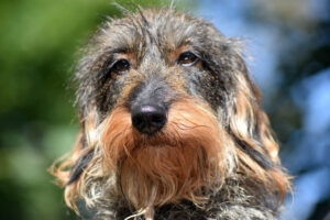 JAMNIK SZORSTKOWŁOSY – hodowla, szczeniaki, wychowanie