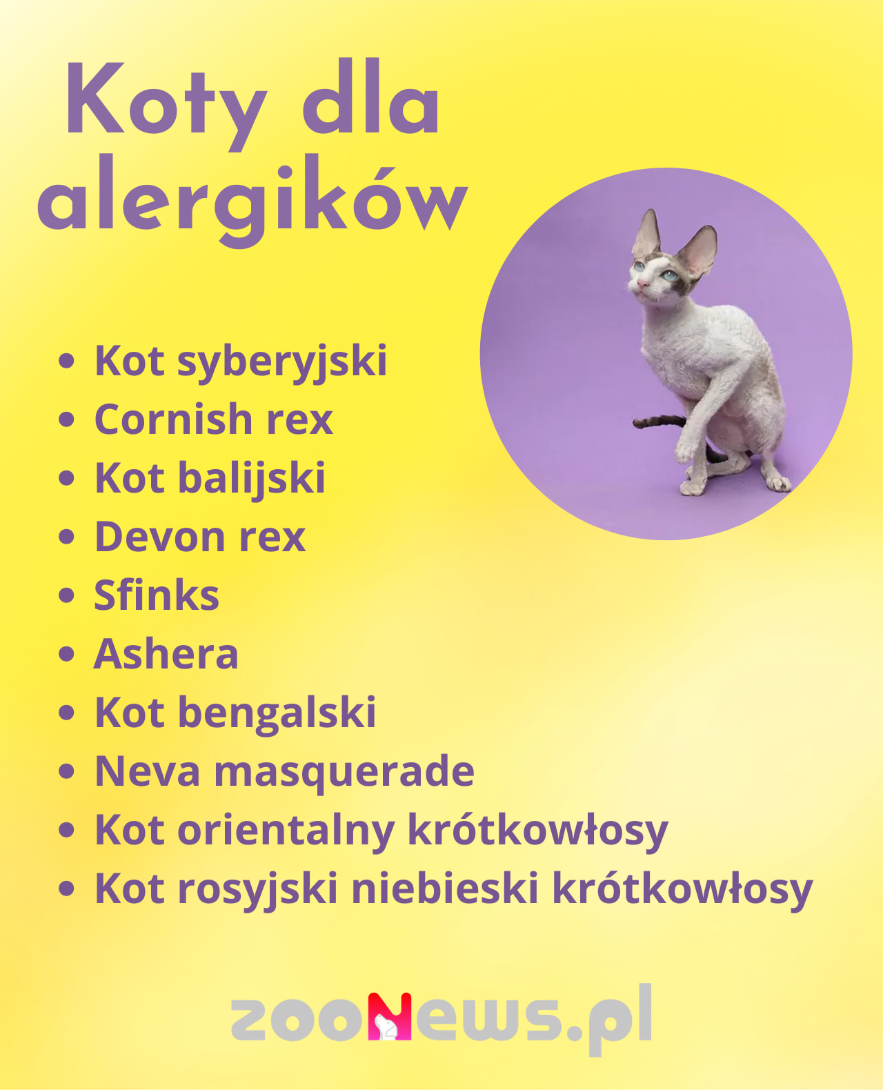 Infografika z listą ras kotów dla alergików