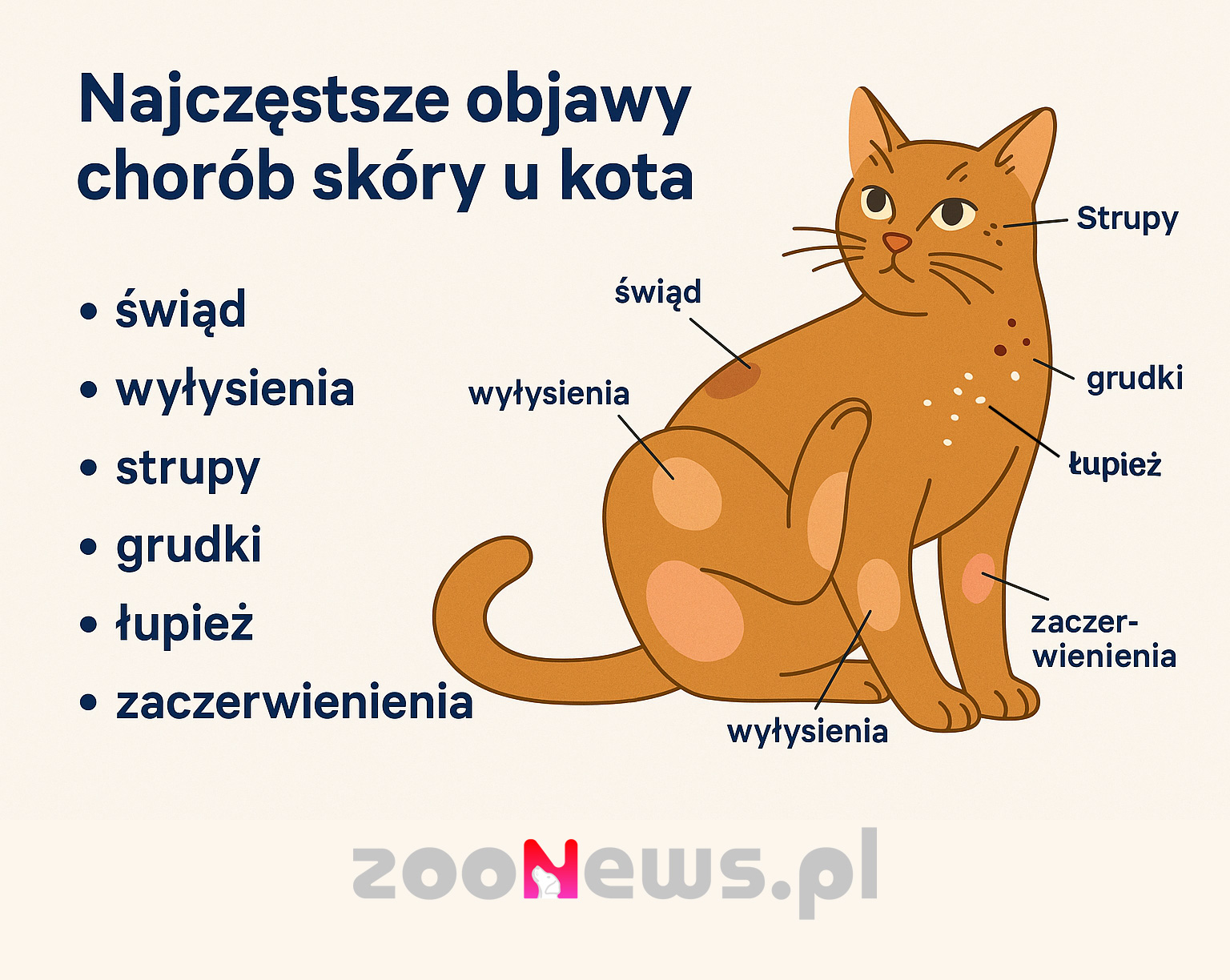 Objawy chorób skóry u kota infografika