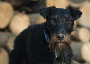 Terier niemiecki na dworze