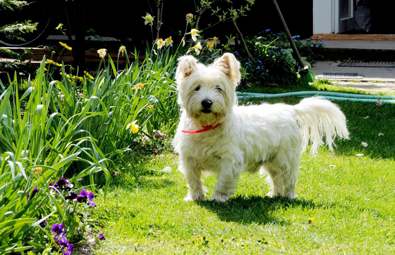 Jak wygląda west highland white terrier