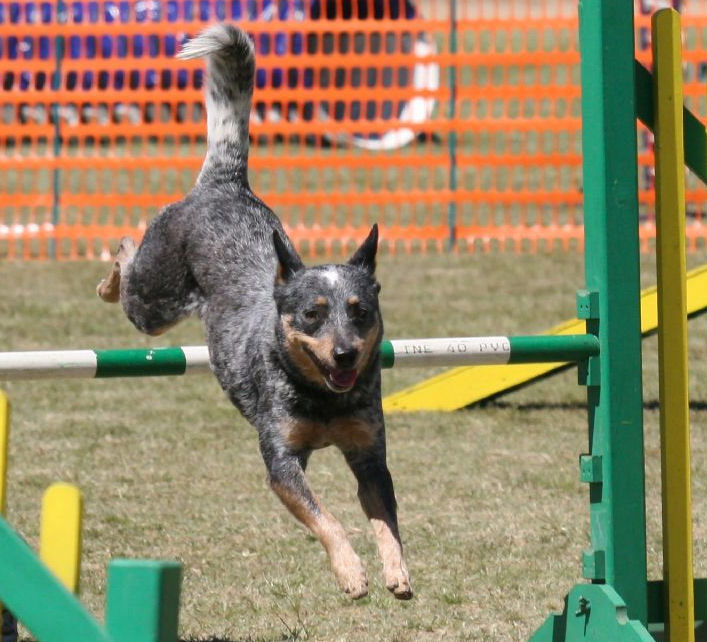 Australian cattle dog na zawodach agility