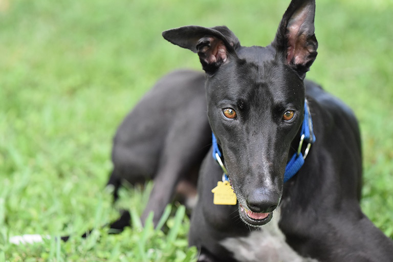 Greyhound na trawie