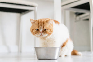 Ile mokrej karmy dla kota – SPRAWDŹ