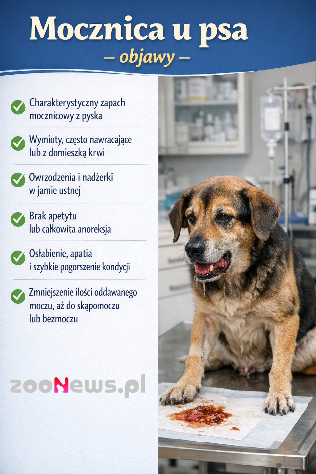 Mocznica u psa infografika