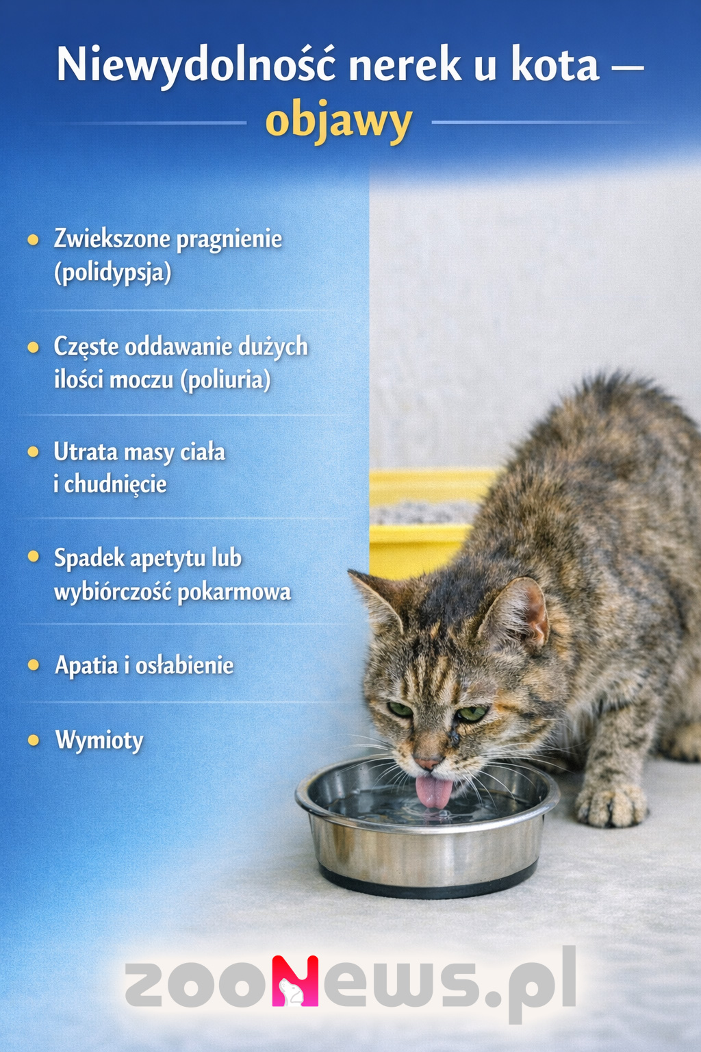 Niewydolność nerek u kota infografika