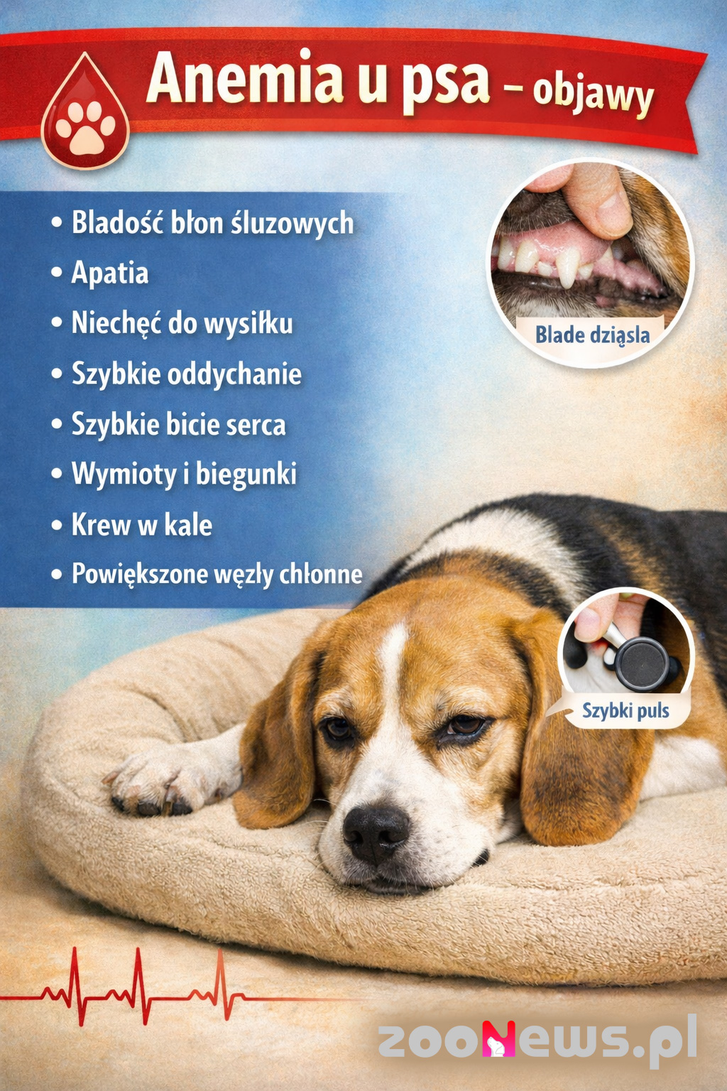 Anemia u psa infografika