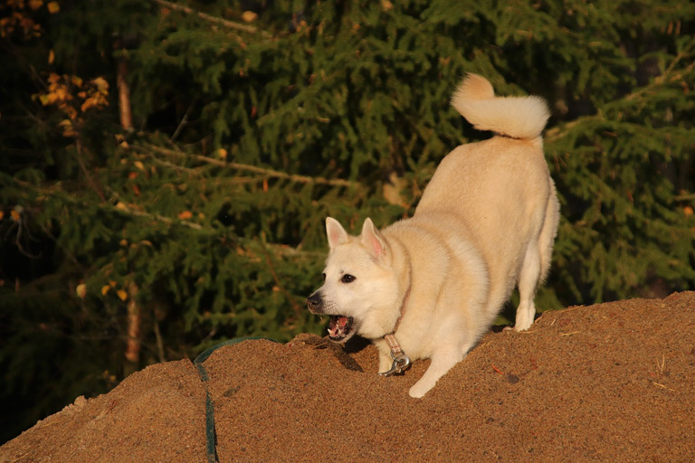 Buhund w lesie na piasku