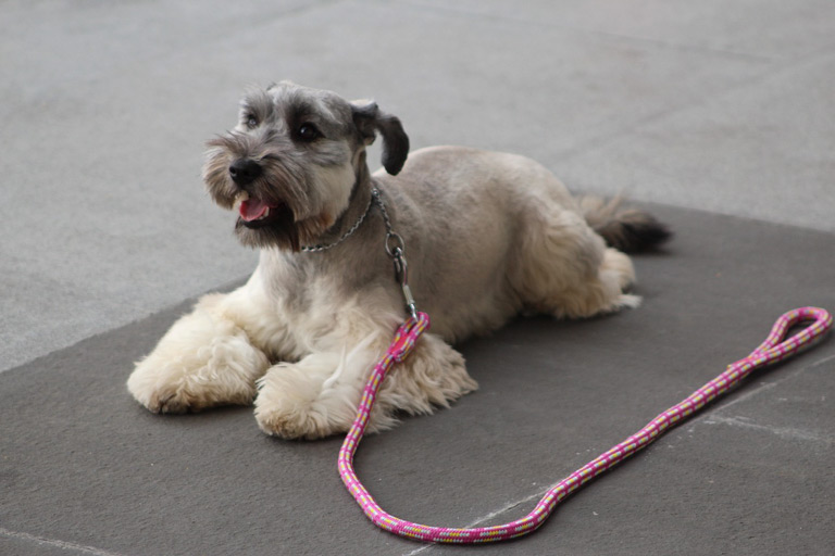 Sznaucer średni na macie