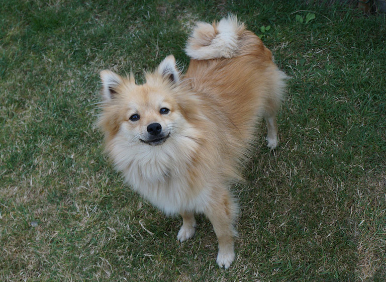 Szpic średni na trawie