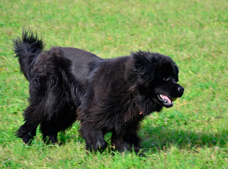 Wodołaz biegnący po trawie
