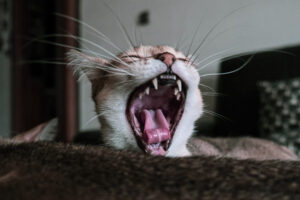 Kot z otwartym pyszczkiem z zębami