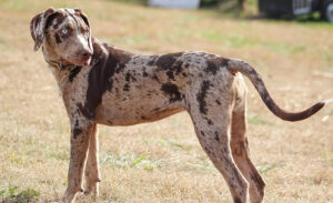 CATAHOULA LEOPARD DOG na trawie