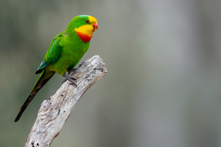 Samiec barabandy na gałęzi