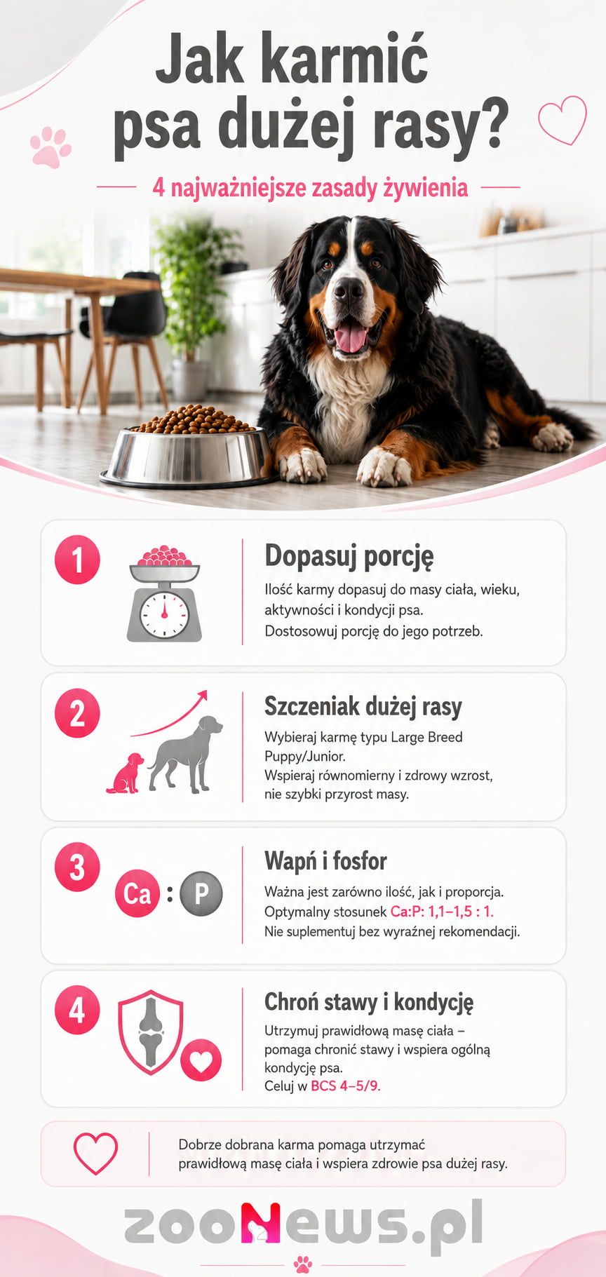Jak karmić psa dużej rasy infografika