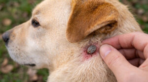 Kleszcz u psa – czym go usunąć, co zrobić, gdy została główka