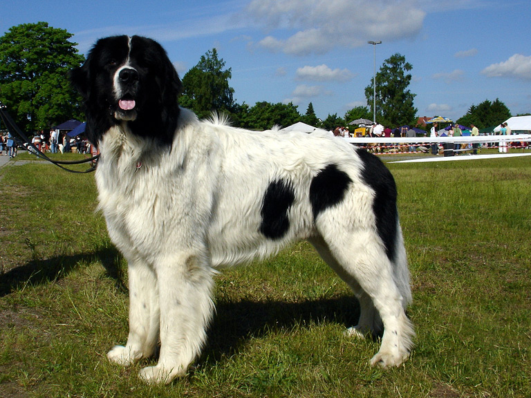 Landseer bokiem na trawie
