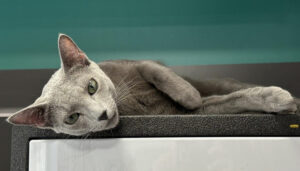 Kot Leonardo Kot Milenium 2023