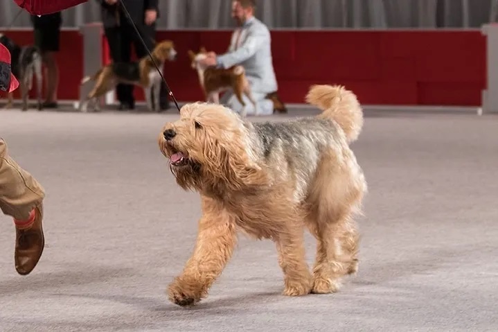 Otterhound na wystawie