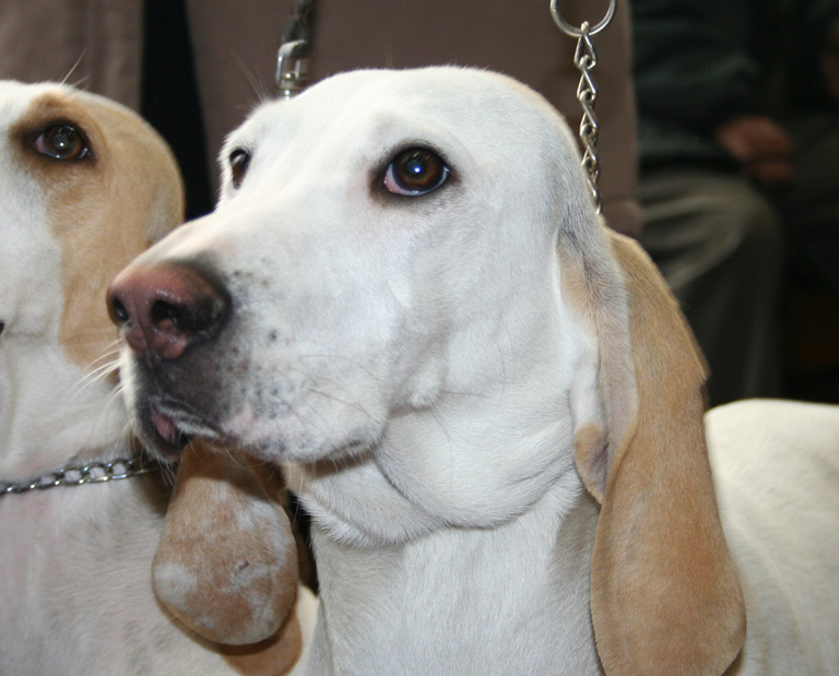 Pies rasy porcelaine