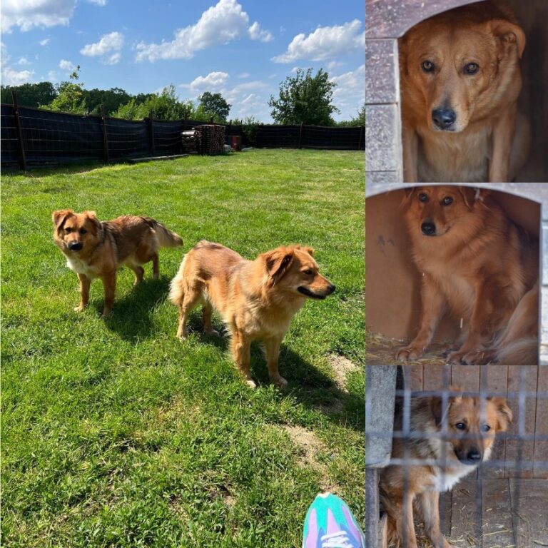 Psy ze schroniska w Prusicach