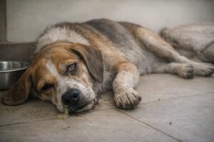 Pies z objawami toksoplazmozy