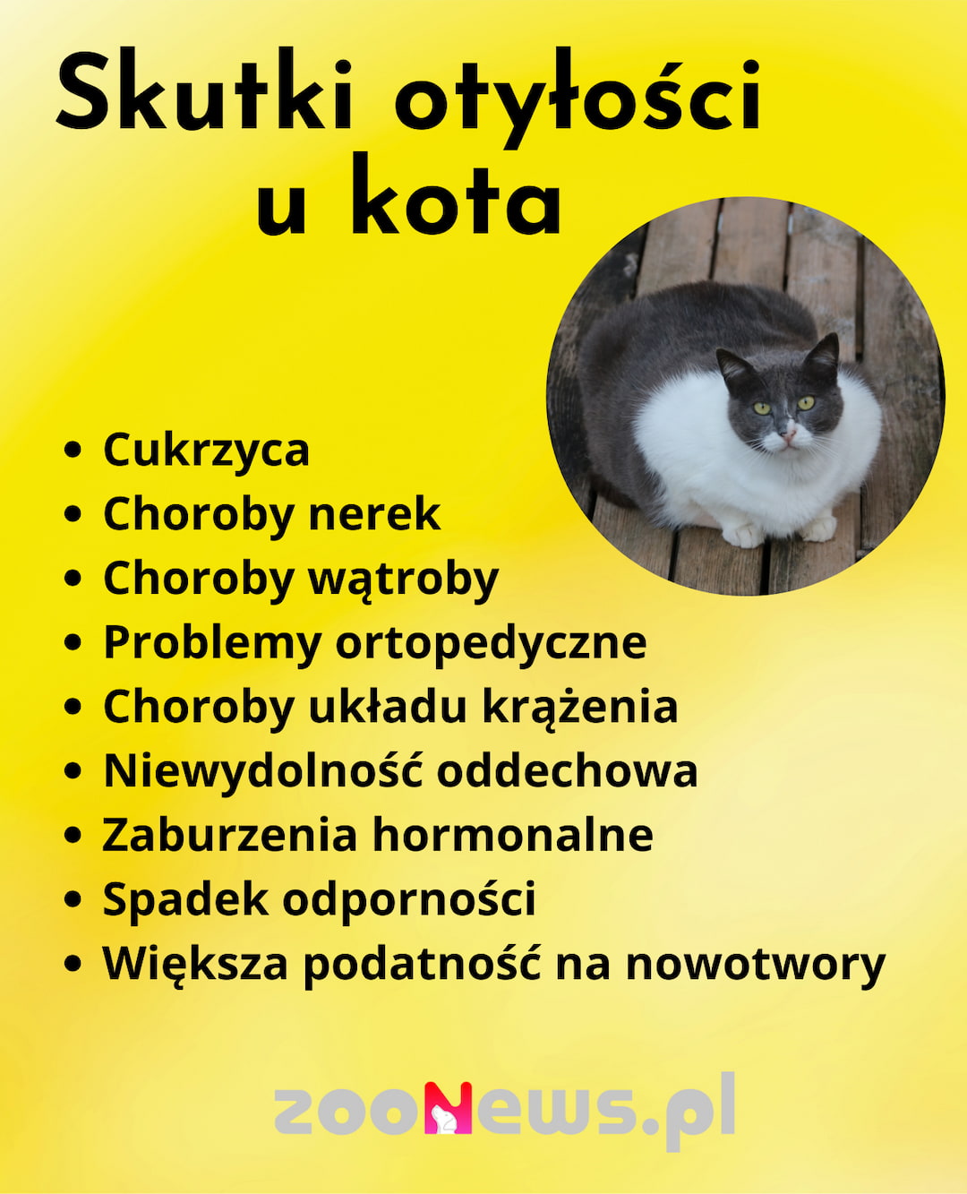 Infografika prezentująca skutki otyłości u kota