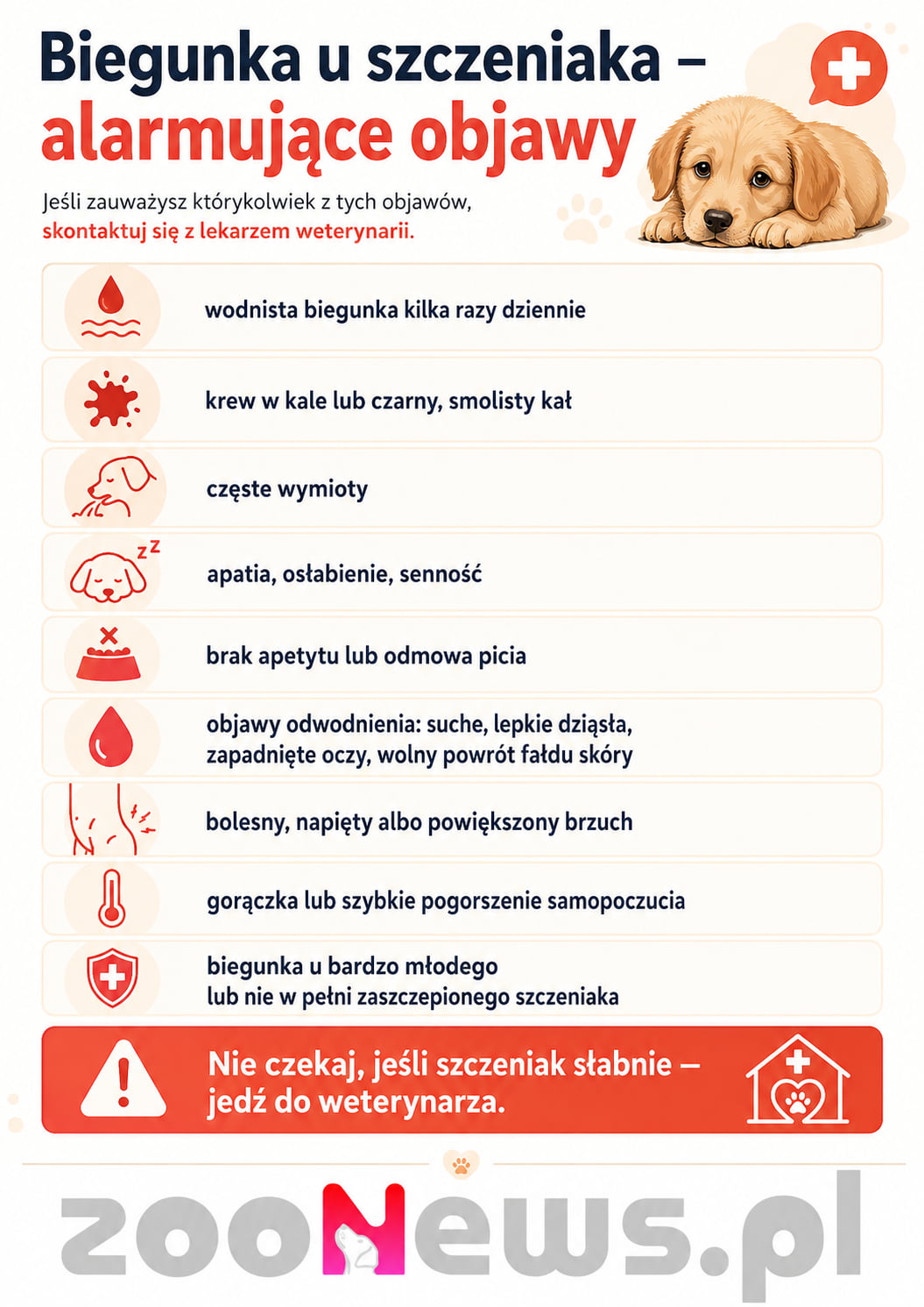 Biegunka u szczeniaka infografika