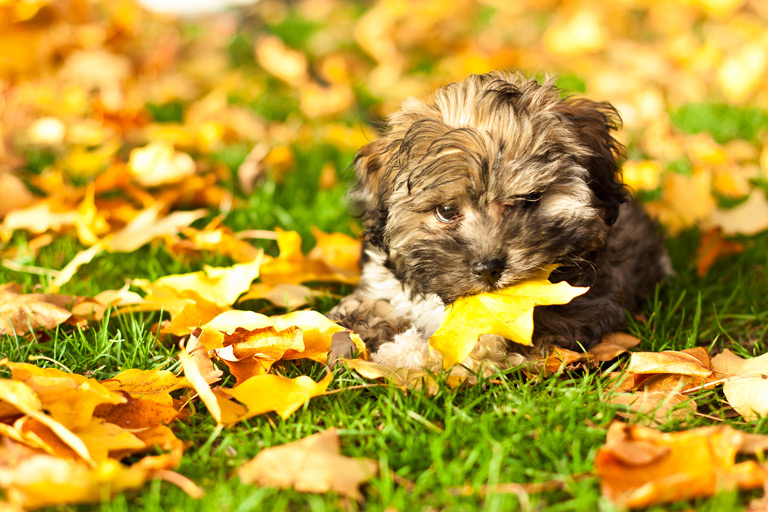 Bolończyk kolorowy szczeniak