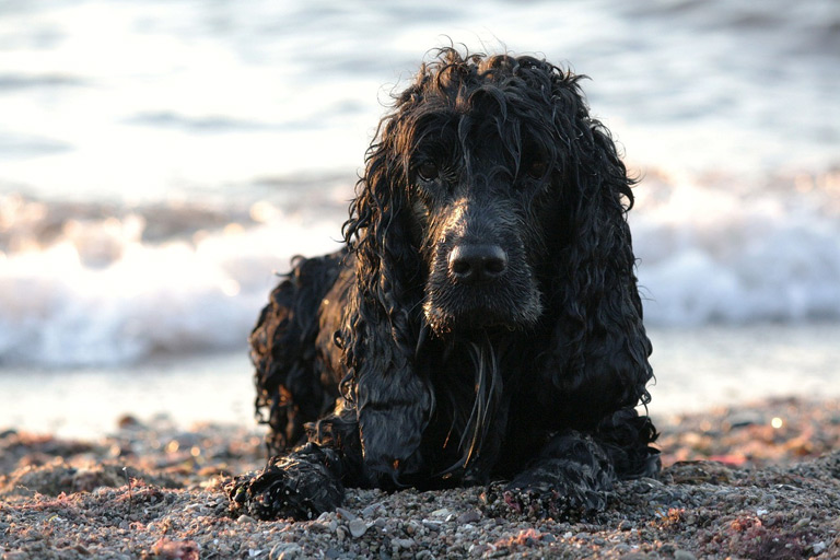 Cocker spaniel czarny na plaży