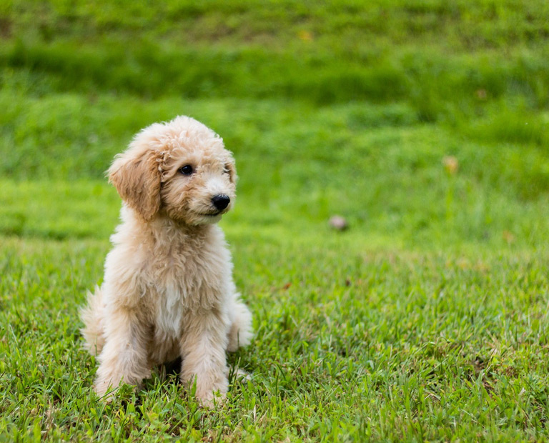 Szczeniak goldendoodle