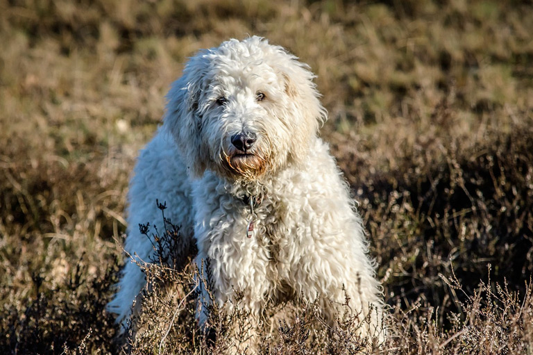 Goldendoodle na łące