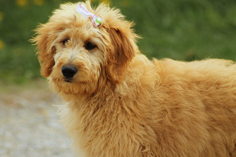 Suczka goldendoodle | Zoonews.pl