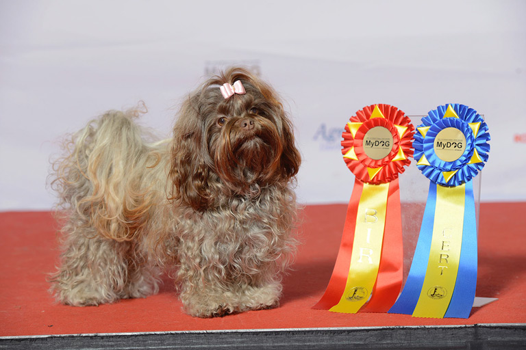 Rosyjska bolonka na wystawie