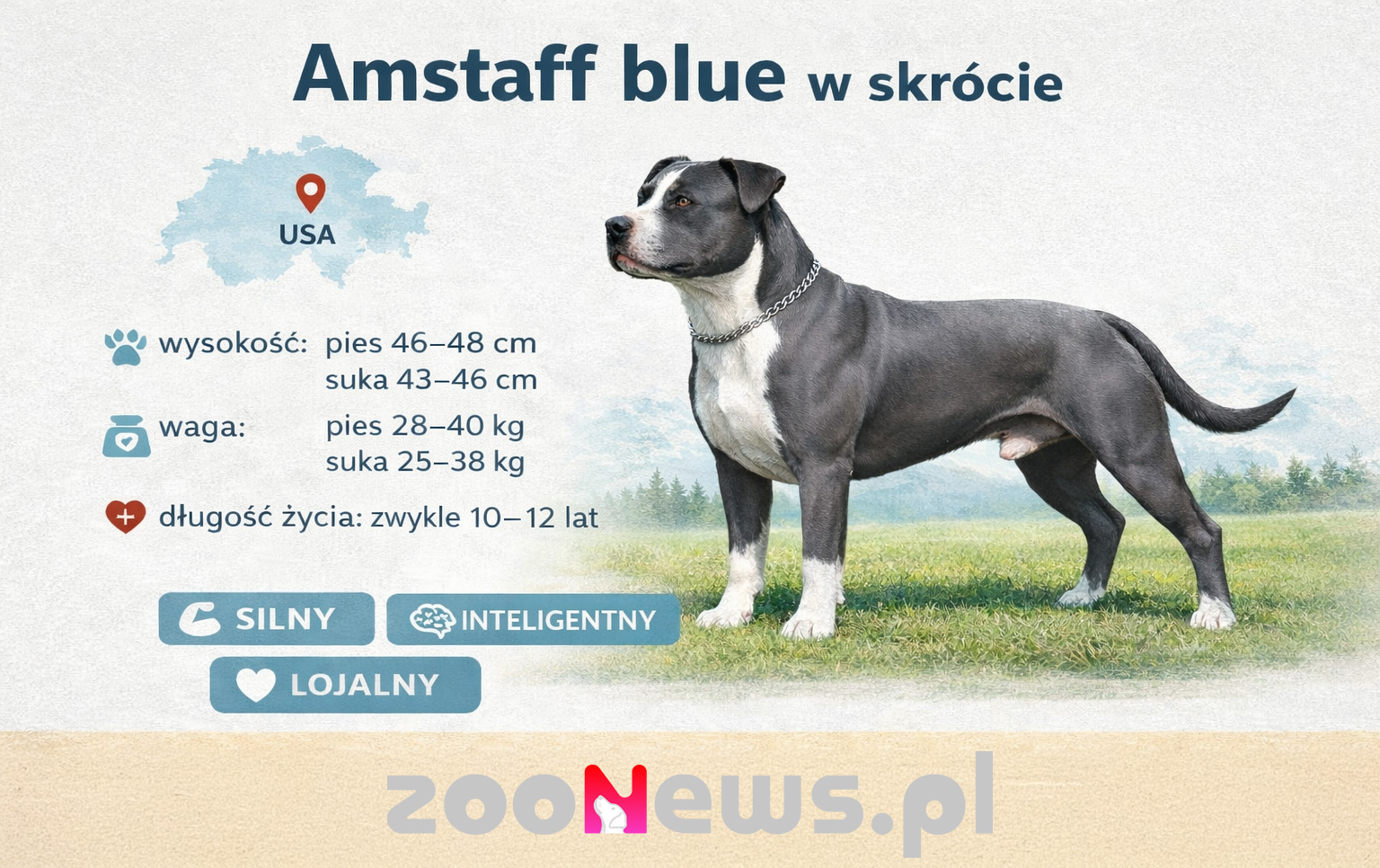 Amstaff blue infografika
