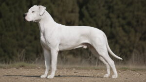 Dog argentyński – Kompletny Przewodnik o Rasie