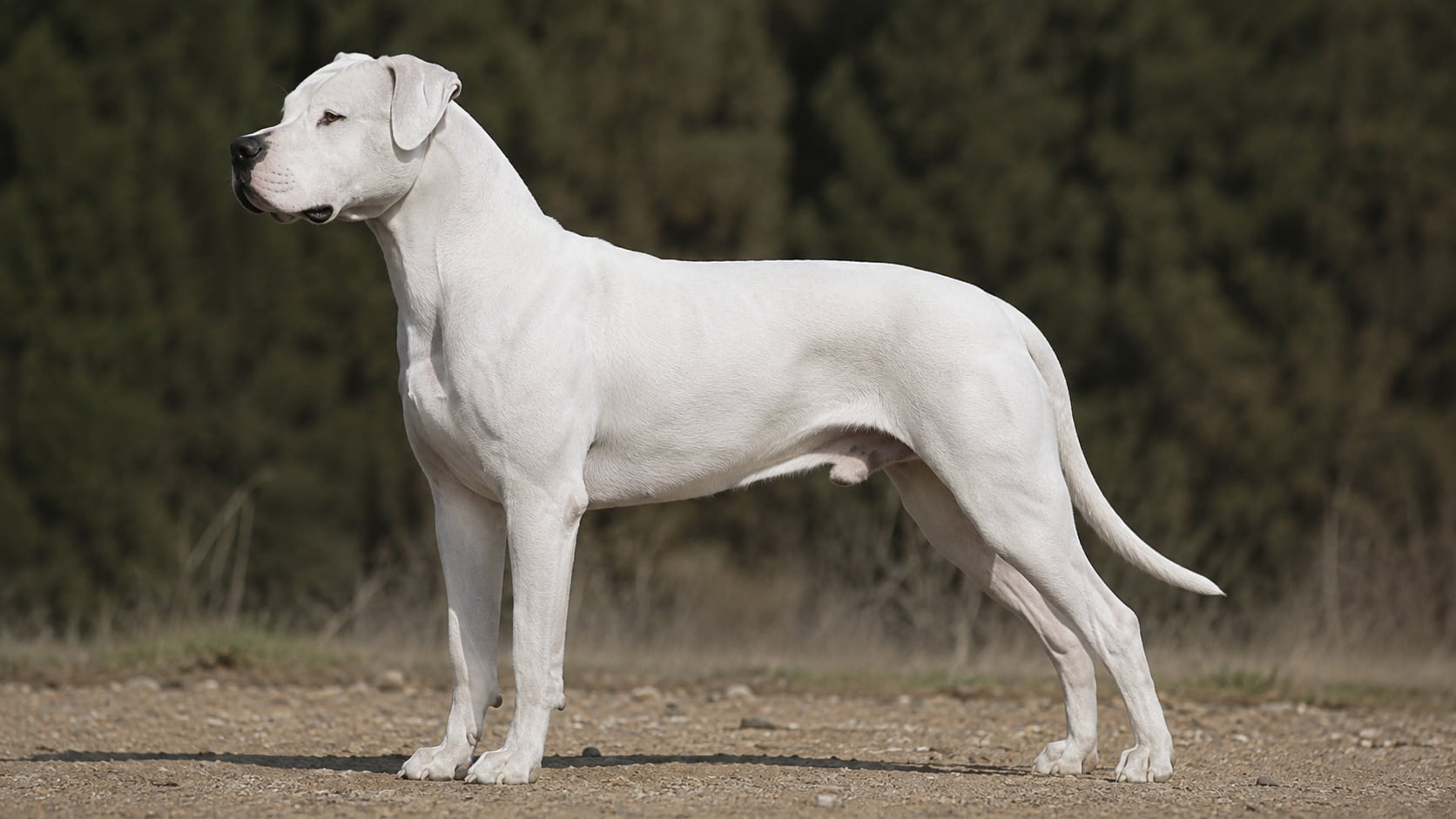 Dog argentyński – Kompletny Przewodnik o Rasie