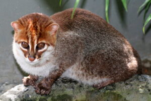 KOTEK KUSY – tajemniczy kot z Azji Południowo-Wschodniej