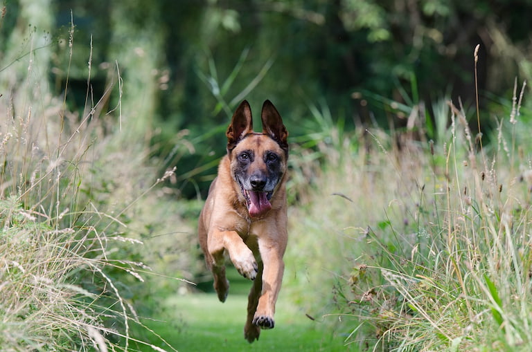 Owczarek belgijski malinois