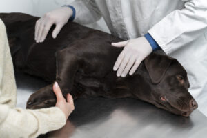 UŚPIENIE PSA – kiedy podjąć decyzję o eutanazji psa?