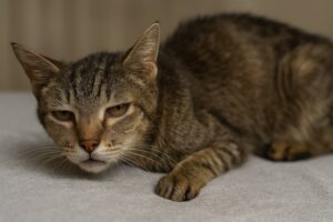 Choroby odkleszczowe u kotów