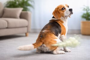 Dlaczego pies puszcza bąki?