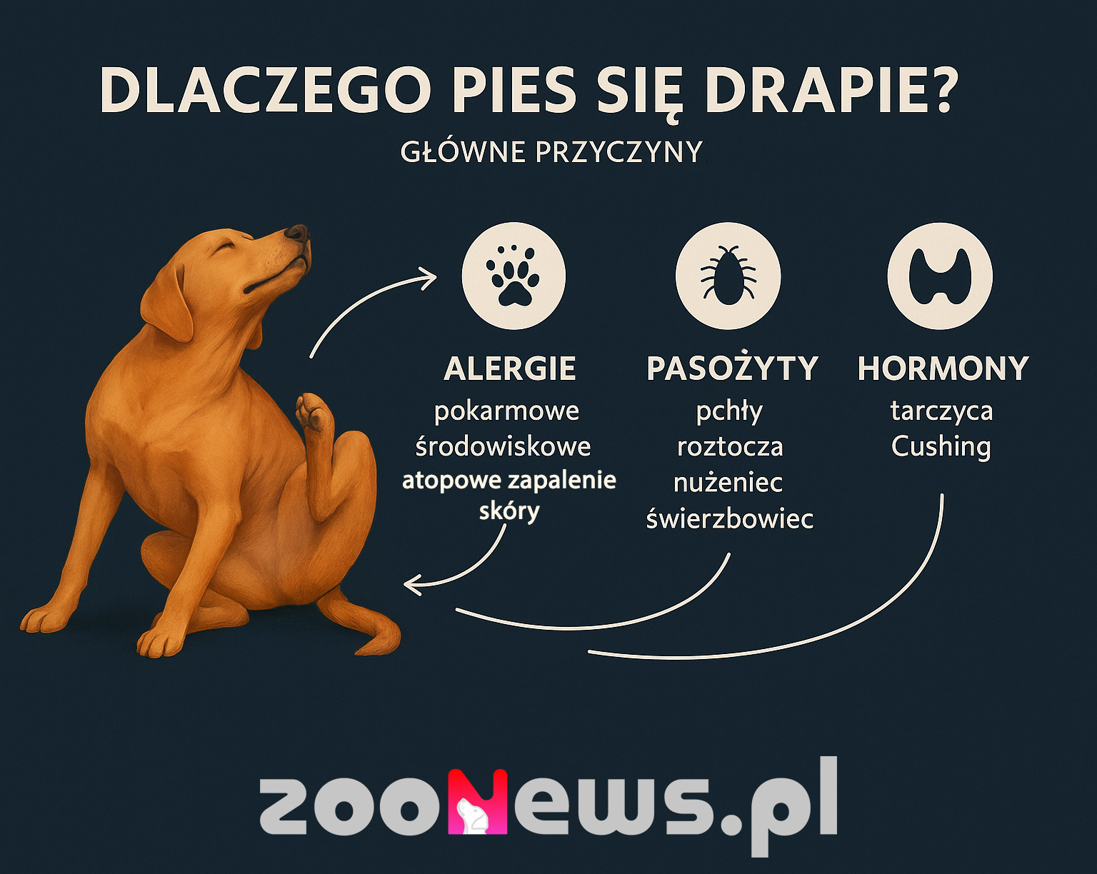 Dlaczego pies się drapie infografika