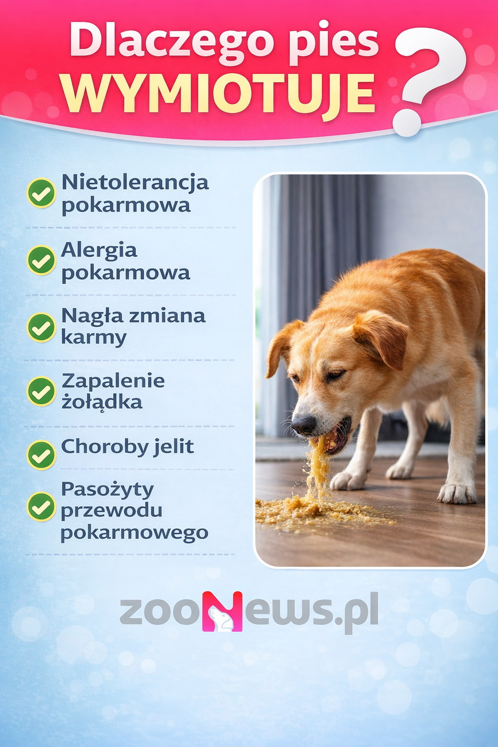 Dlaczego pies wymiotuje infografika