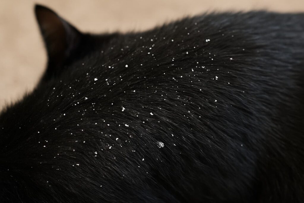 Jak wygląda łupież u kota zdjęcie