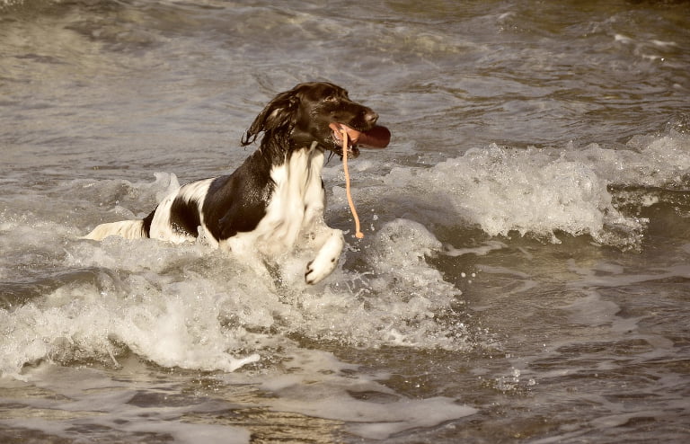 MAŁY MÜNSTERLÄNDER hodowla