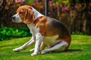 Pies saneczkuje na trawie