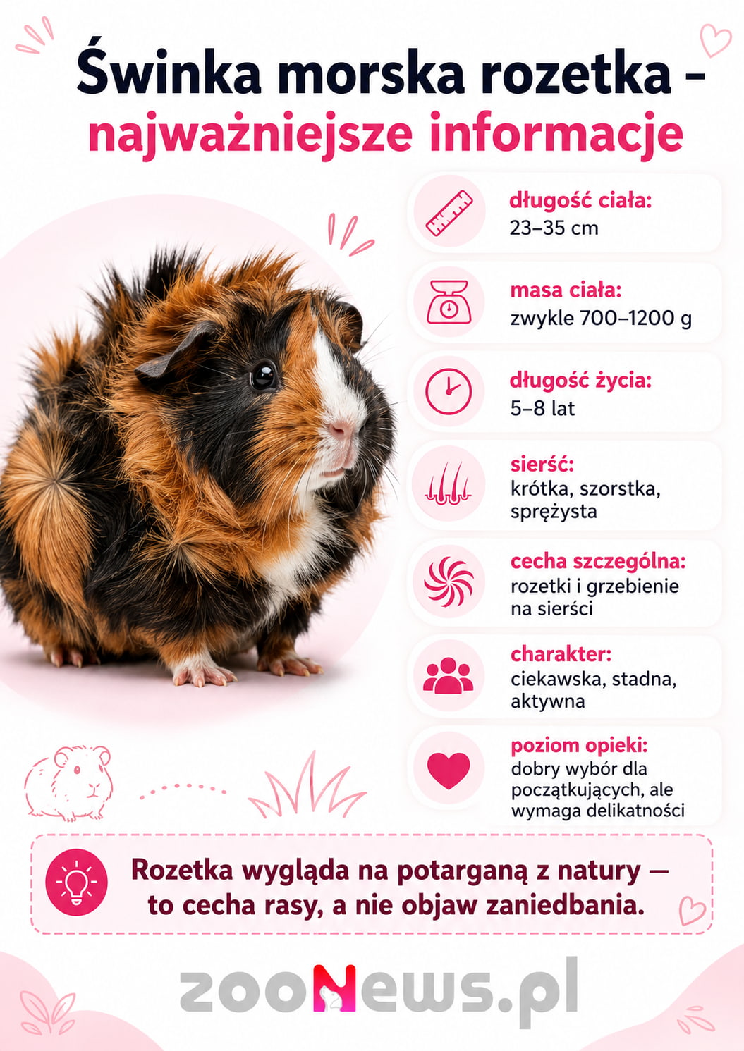 Świnka morska rozetka infografika