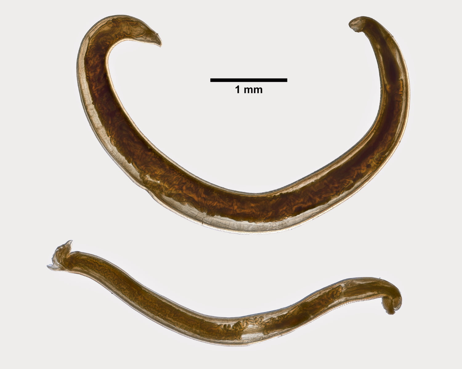 Tęgoryjec psi grafika