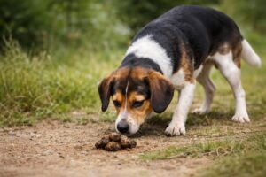 Dlaczego pies je kupy?